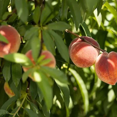 thumbnail for publication: Florida Peaches: A Perfect Snack